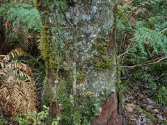 Leioderma duplicatum