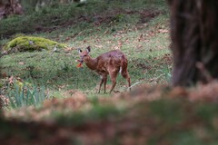 Tragelaphus sylvaticus meneliki