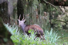 Tragelaphus sylvaticus meneliki