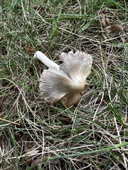 Inocybe velicopia