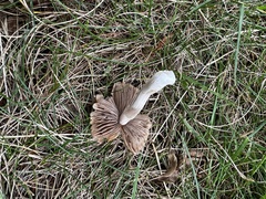 Inocybe velicopia