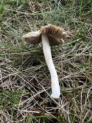 Inocybe velicopia