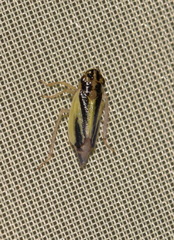 Evacanthus interruptus