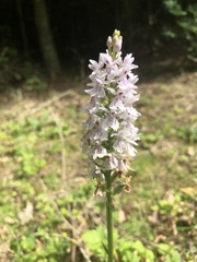 Dactylorhiza fuchsii