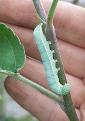 Orthosia incerta
