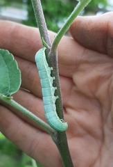 Orthosia incerta