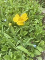 Ranunculus lingua