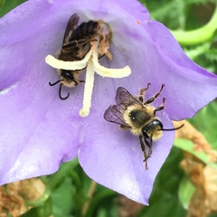 Melitta haemorrhoidalis