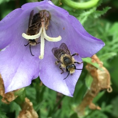 Melitta haemorrhoidalis