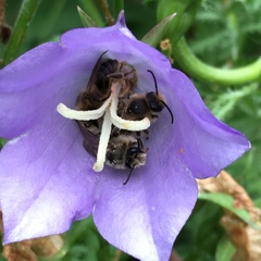 Melitta haemorrhoidalis