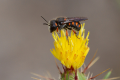 Pseudoanthidium canariense