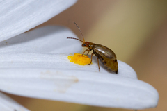 Calomicrus wollastoni