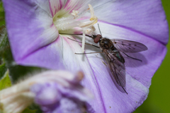 Phthiria antiqua