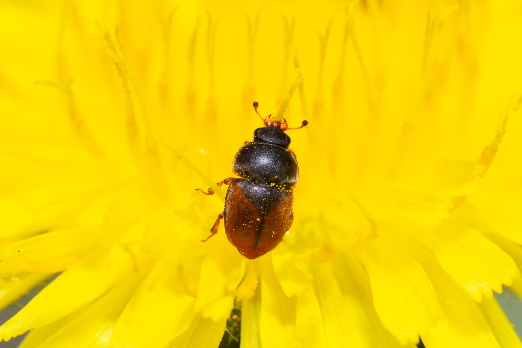 Acanthogethes hercules