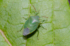 Acrosternum rubescens