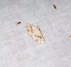 Scopula cuneilinea