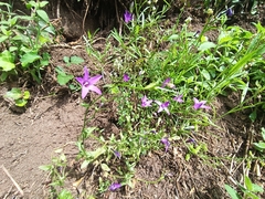 Campanula lusitanica