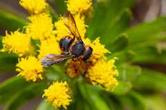 Pseudoanthidium canariense