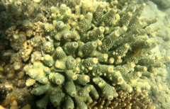 Acropora humilis