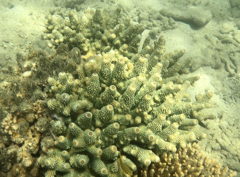 Acropora humilis