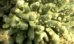 Acropora humilis