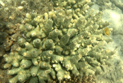 Acropora humilis