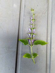Scutellaria altissima