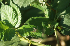 Synanthedon bibionipennis