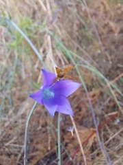 Wahlenbergia grandiflora