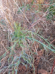 Wahlenbergia grandiflora
