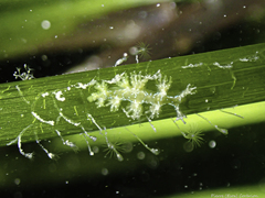 Hancockia uncinata