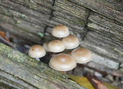 Mycena tuvara