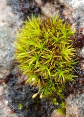 Ptychomitrium polyphyllum