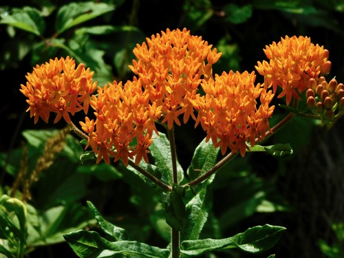 Asclepias tuberosa