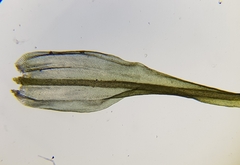 Ptychomitrium polyphyllum