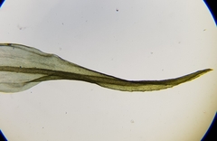 Ptychomitrium polyphyllum