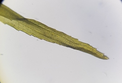 Ptychomitrium polyphyllum