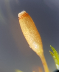 Ptychomitrium polyphyllum