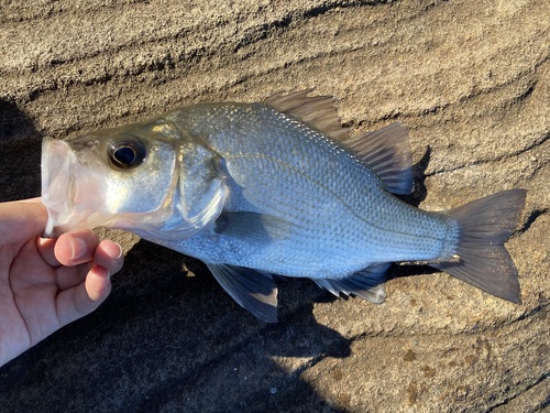 Estuariumbaars (Macquaria colonorum) — Percichthyidae — 2