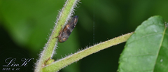 Drabescus