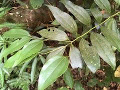Cinnamomum osmophloeum