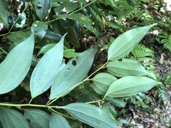 Cinnamomum osmophloeum