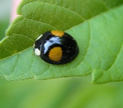 Harmonia axyridis