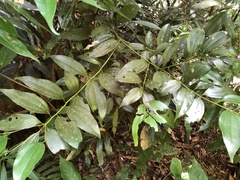 Cinnamomum osmophloeum