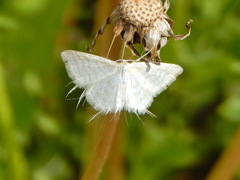 Idaea pallidata