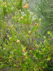 Penaea cneorum cneorum