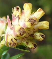 Penaea cneorum cneorum