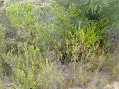 Penaea cneorum cneorum