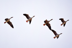 Anser anser rubrirostris