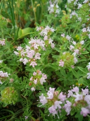 Ziziphora clinopodioides